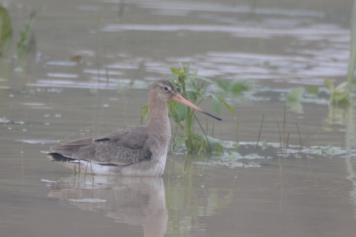 Black-tailed Godwit - Ergün Cengiz