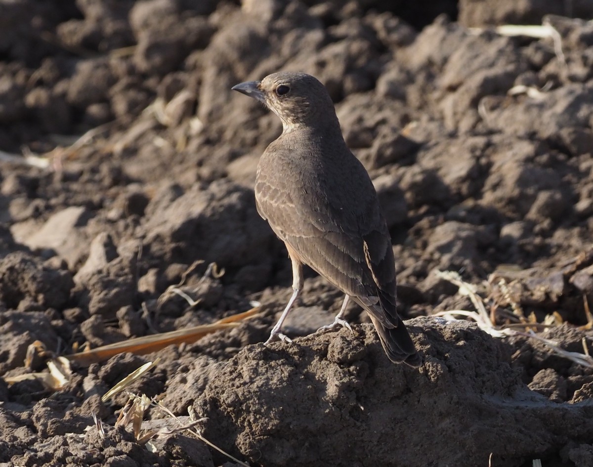 Rufous-tailed Lark - ML220565621