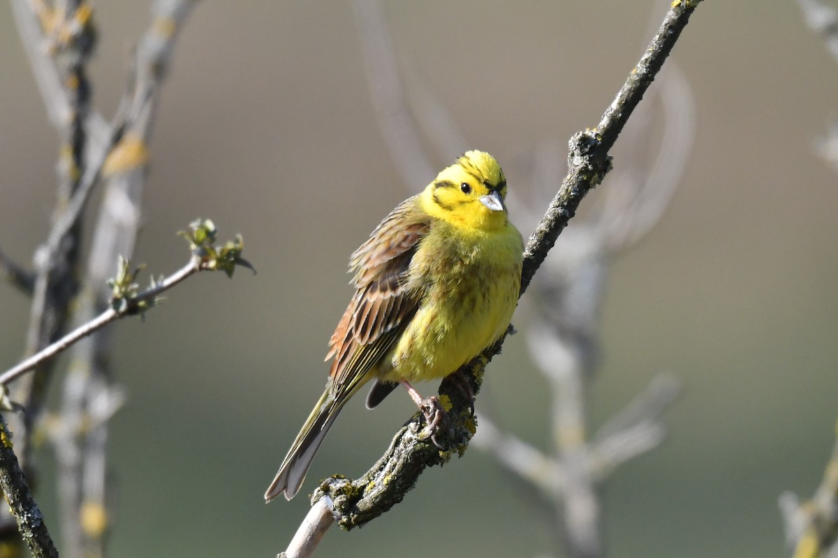 Yellowhammer - ML220565931