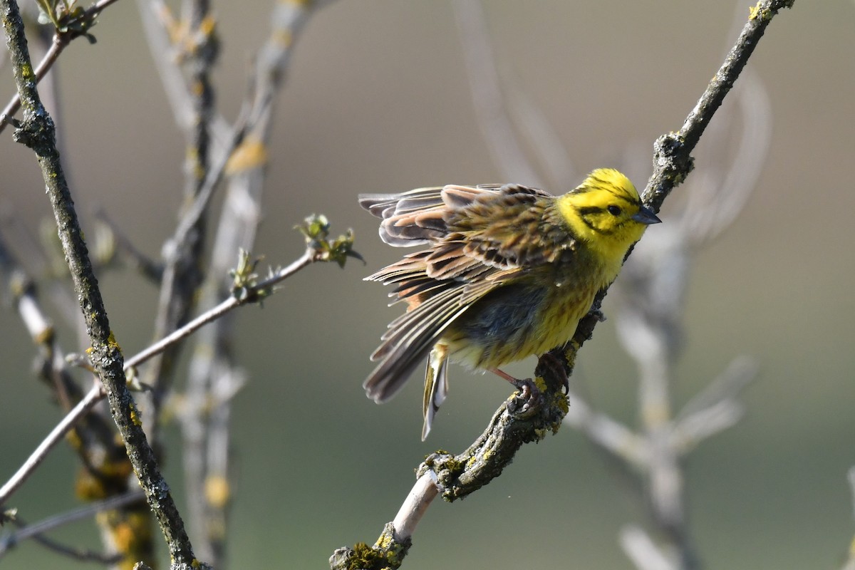 Yellowhammer - ML220565971