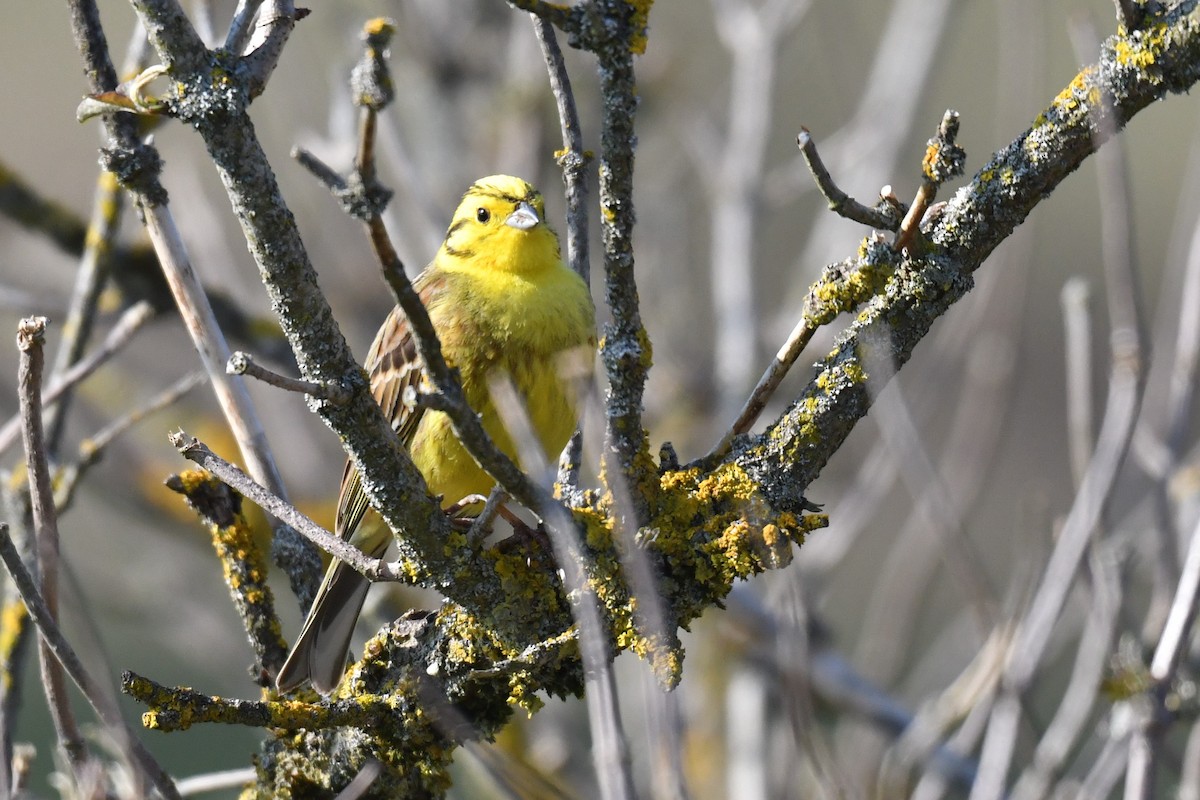 Yellowhammer - ML220566021