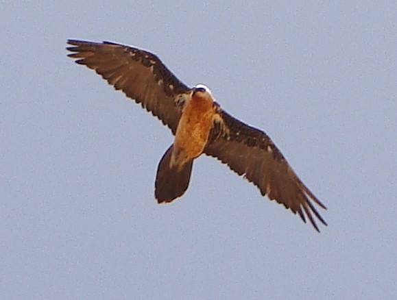 Bearded Vulture - ML220566591