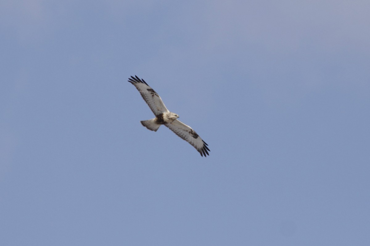 Rough-legged Hawk - ML220566641