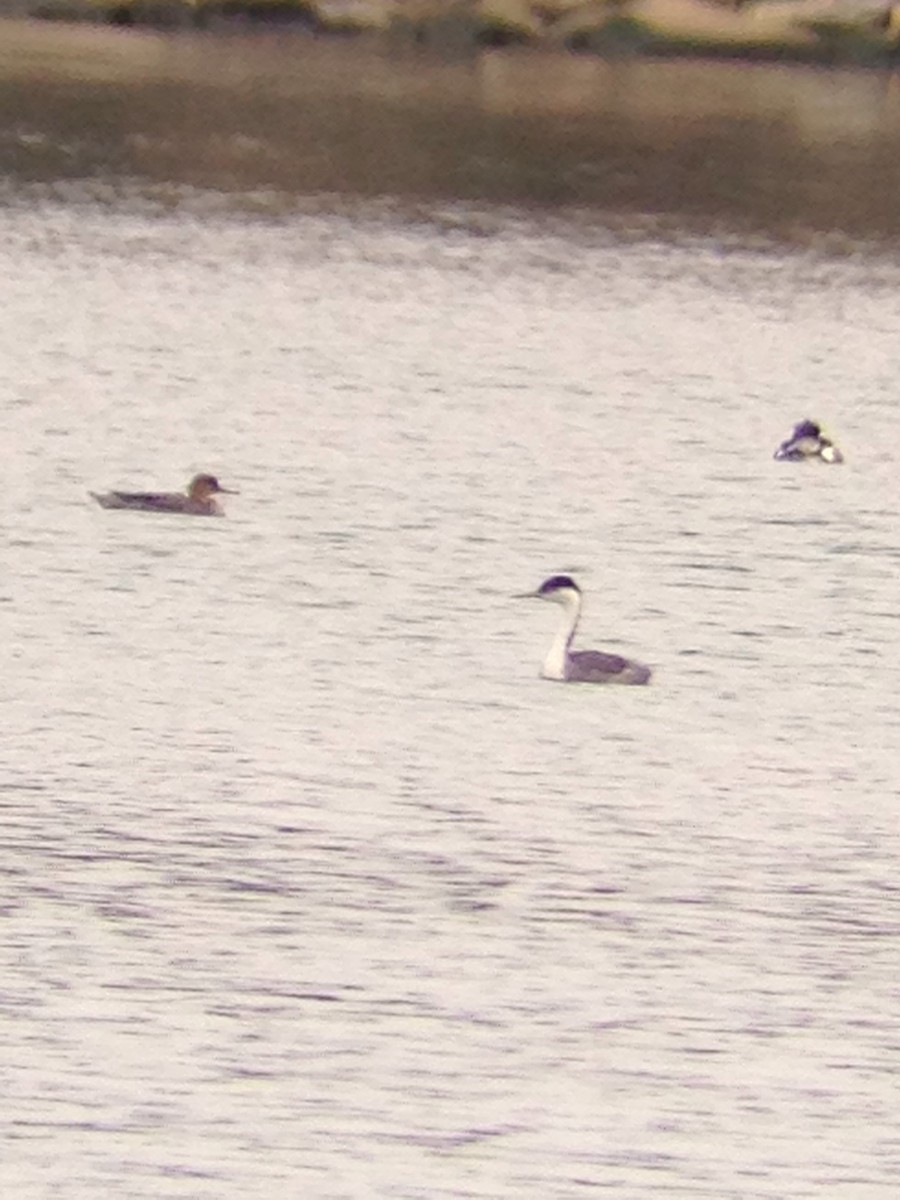 Western Grebe - Wayne Fidler