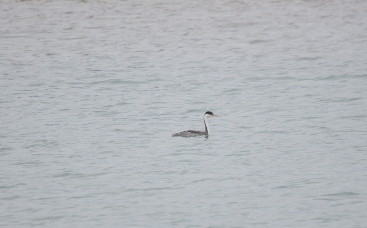 Western Grebe - Wayne Fidler