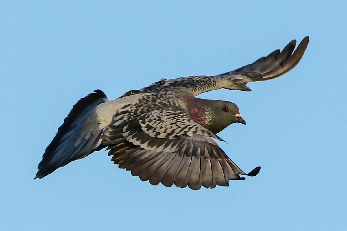 Rock Pigeon (Feral Pigeon) - Byron Stone