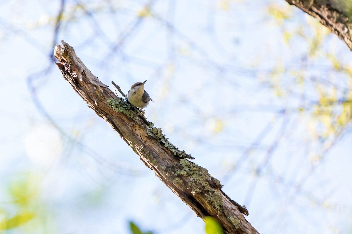 Brown-headed Nuthatch - ML220568181