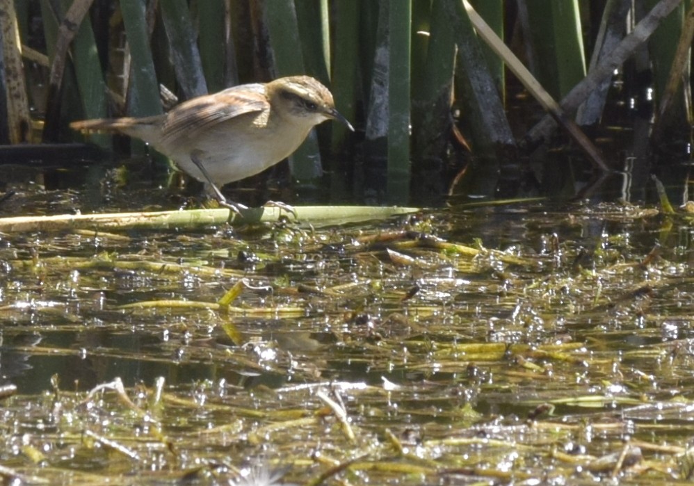 Wren-like Rushbird - ML220571501