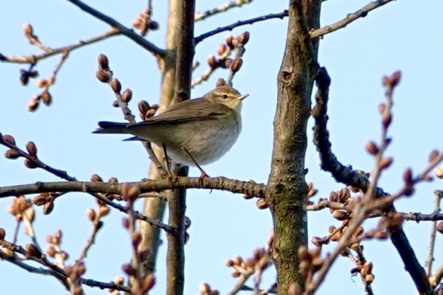 Willow Warbler - ML220572321