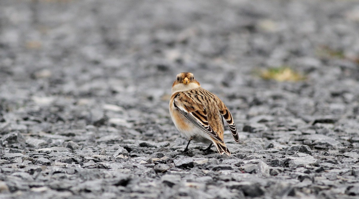 Snow Bunting - ML22057281