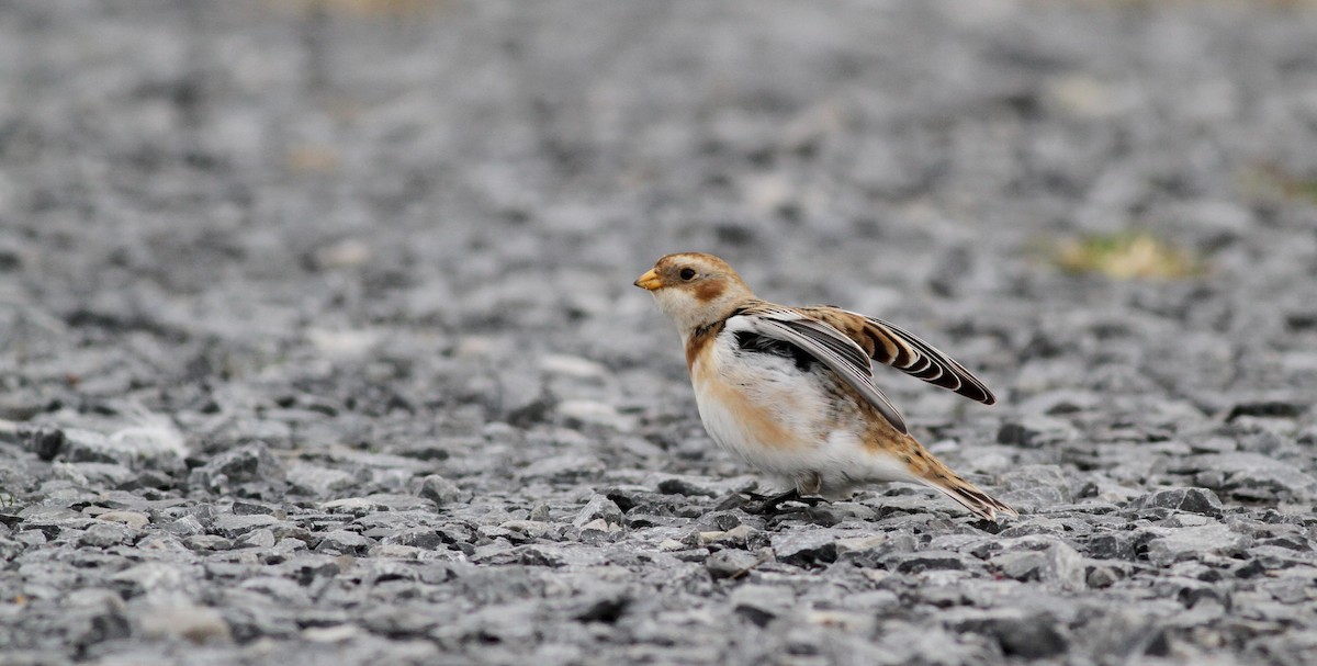 Snow Bunting - Jay McGowan