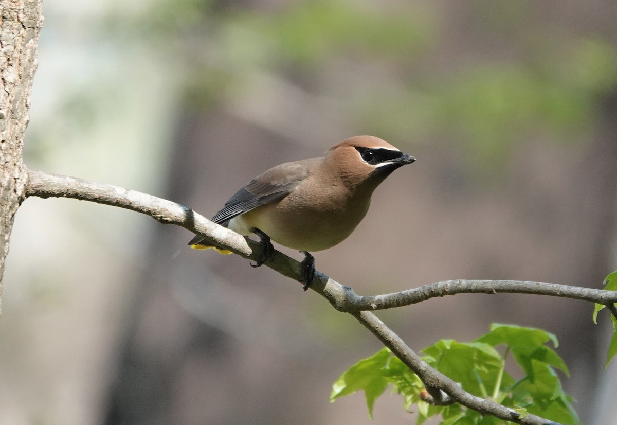 Cedar Waxwing - ML220574381