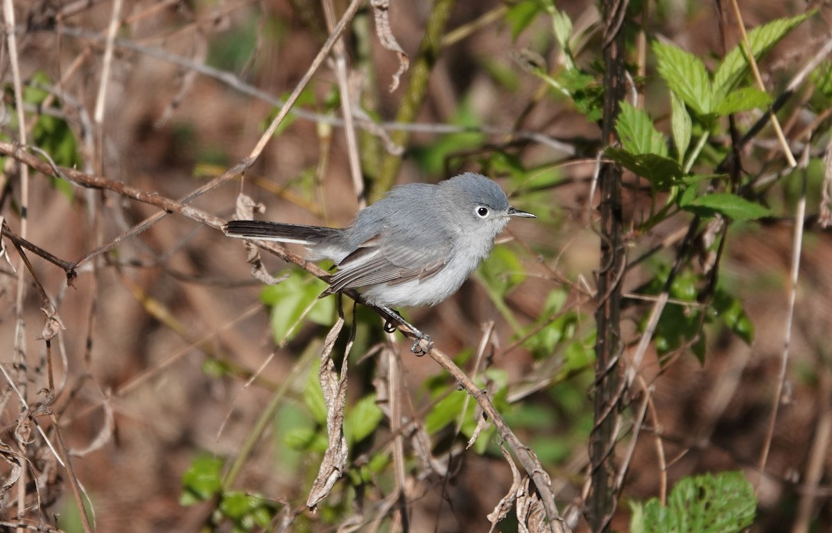 Gobemoucheron gris-bleu - ML220574591