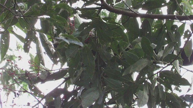 Blue-throated Piping-Guan - ML220574971