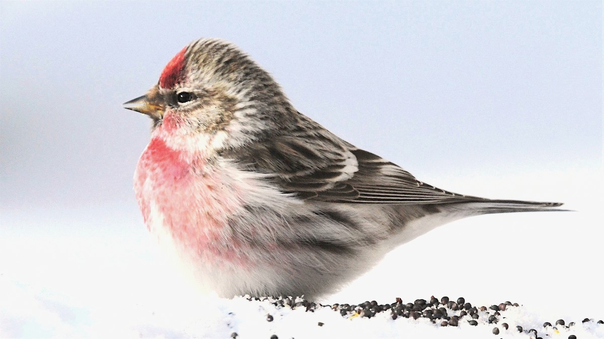 Common Redpoll - ML220575891