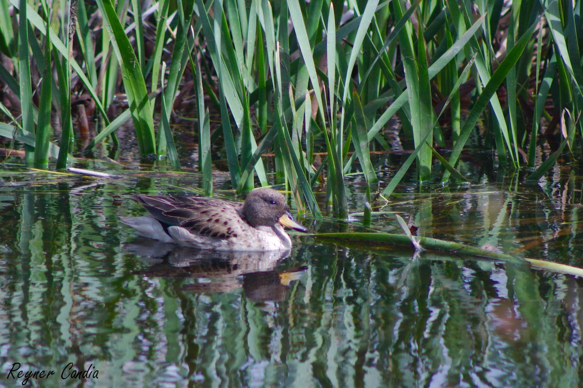 Yellow-billed Pintail - ML220577211