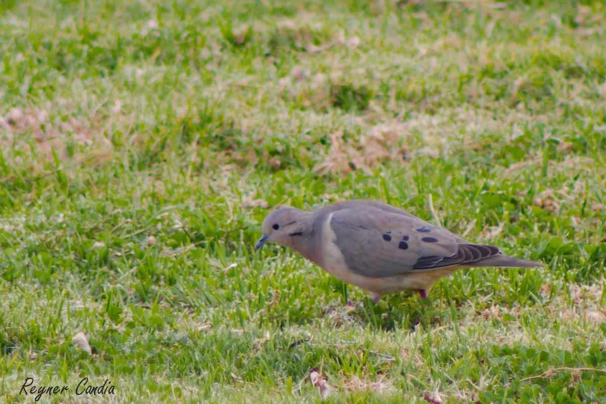 Eared Dove - ML220577561