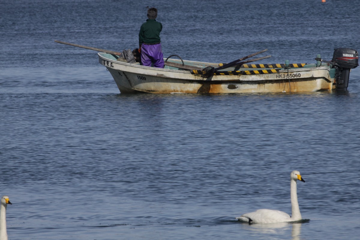 Whooper Swan - ML220577751