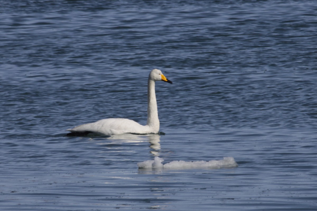 Whooper Swan - Oscar Campbell