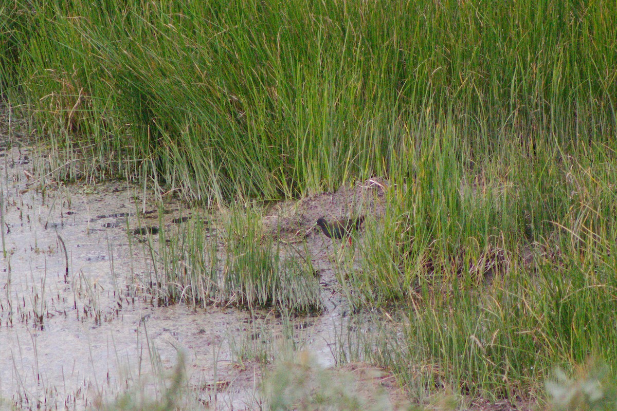 Plumbeous Rail - ML220577821