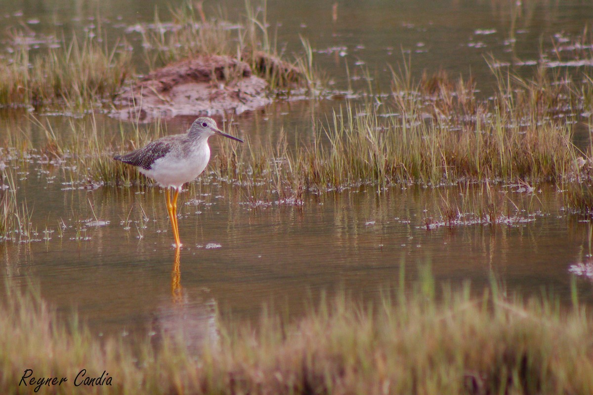 Greater Yellowlegs - OSWAL REYNER - COAP LA CONVENCIÓN