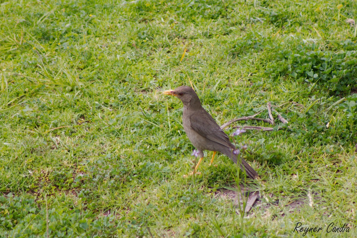 Chiguanco Thrush - ML220578061