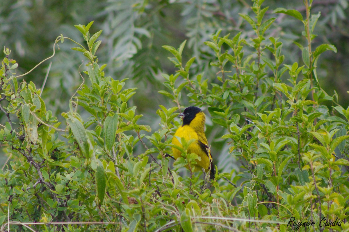 Hooded Siskin - ML220578151