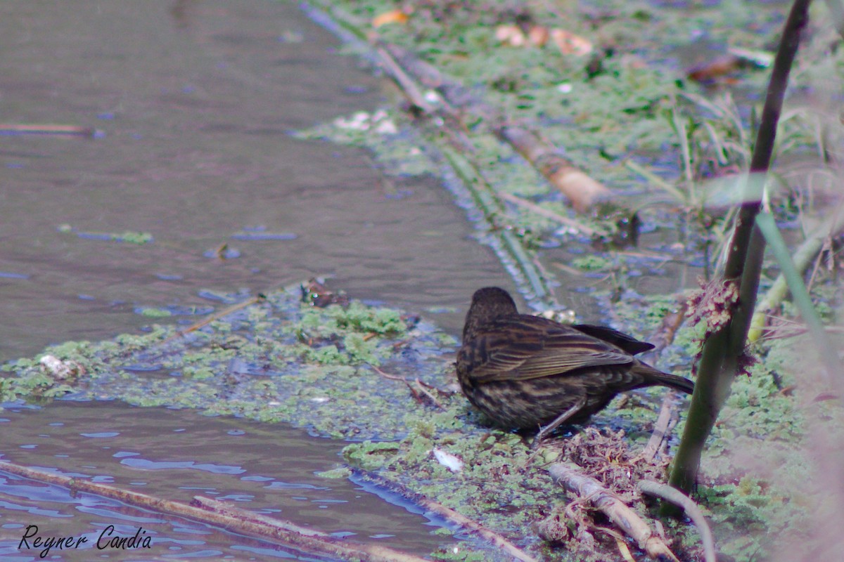 Yellow-winged Blackbird - ML220578361