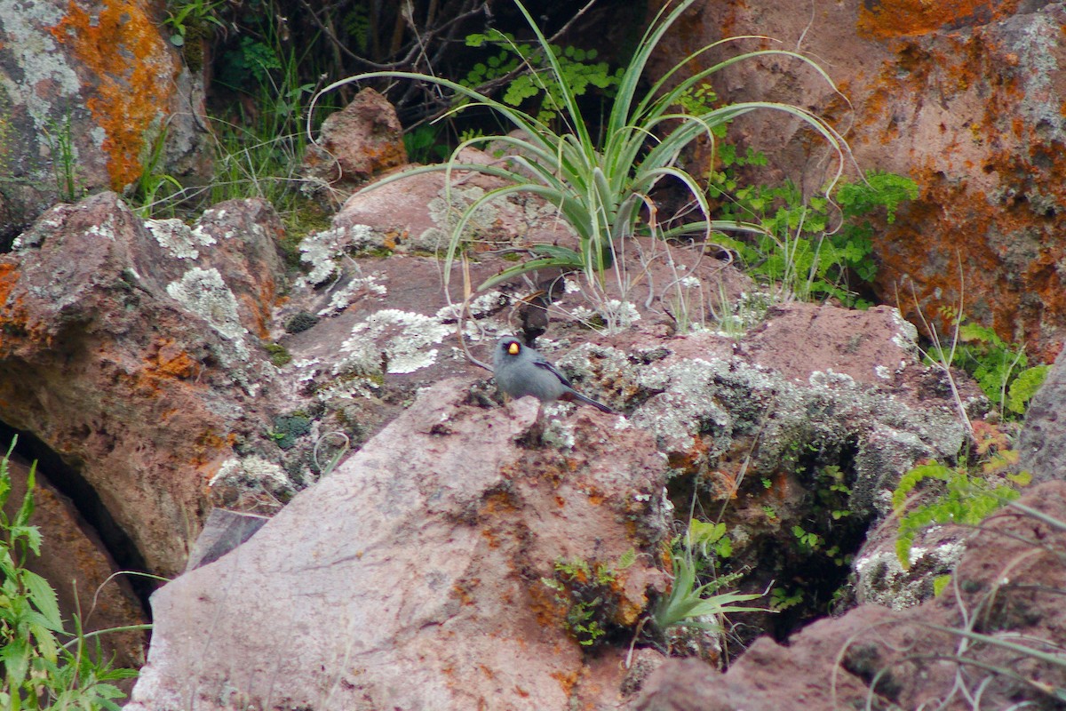 Band-tailed Seedeater - ML220578621