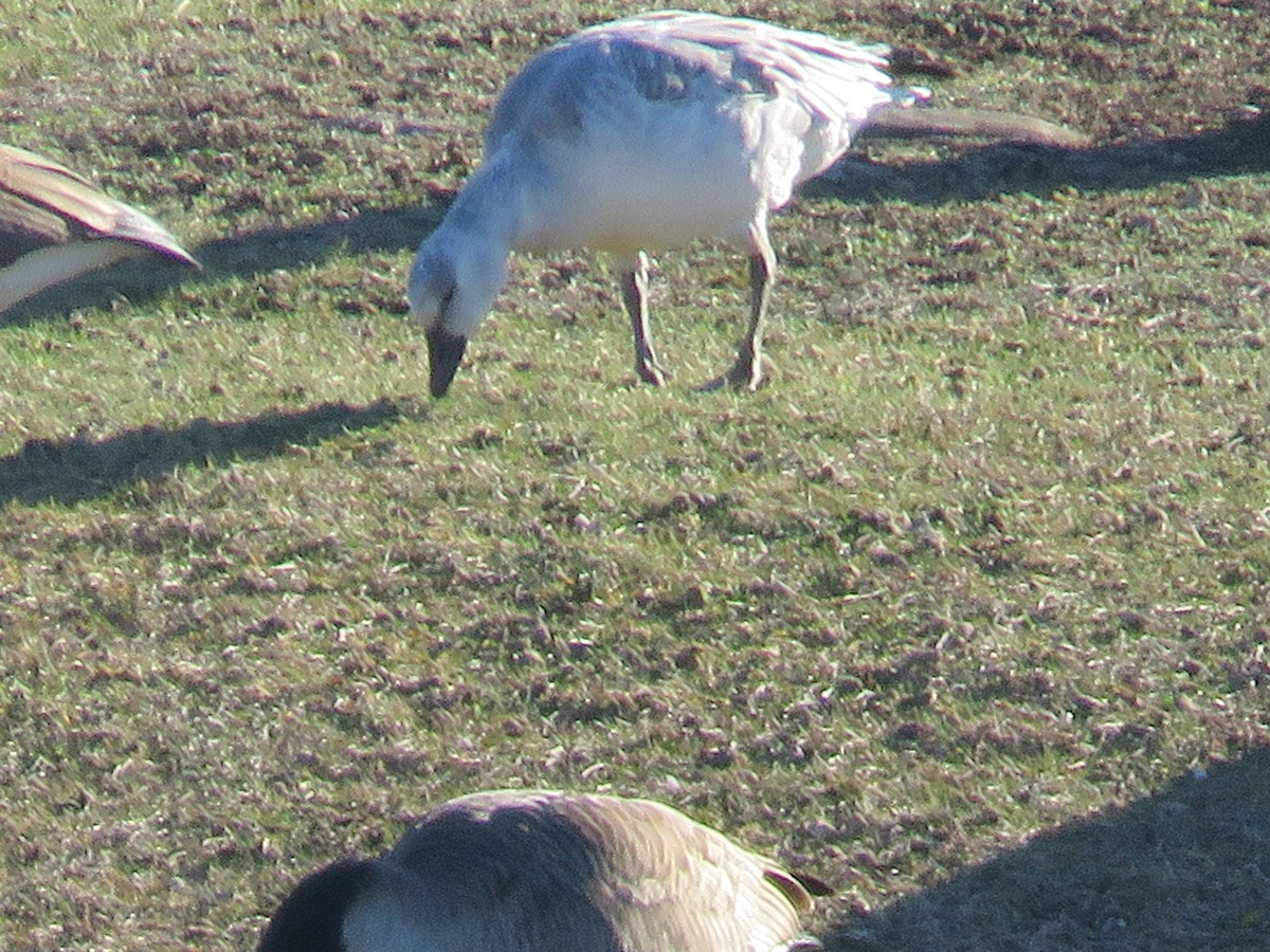 Цасны галуу - ML22057871