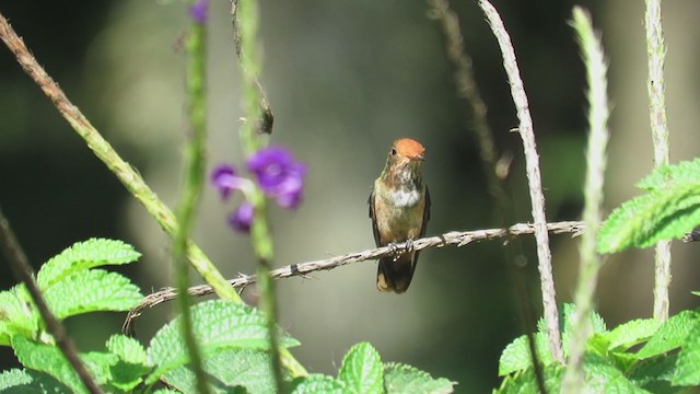 Rufous-crested Coquette - ML220578811