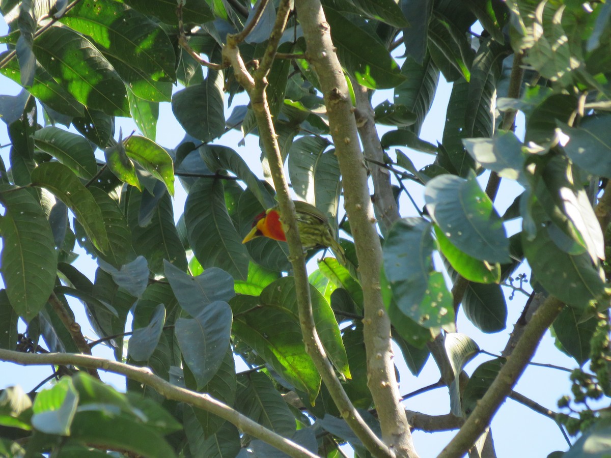 Lemon-throated Barbet - Fernando Angulo - CORBIDI