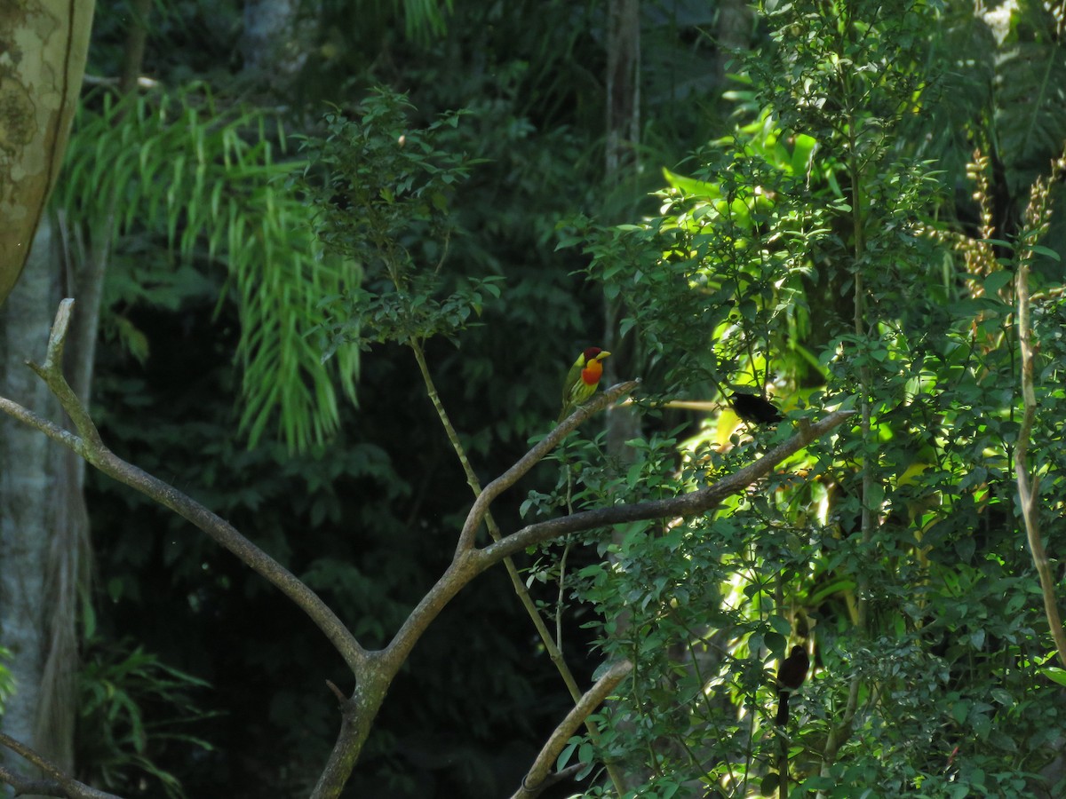 Lemon-throated Barbet - Fernando Angulo - CORBIDI