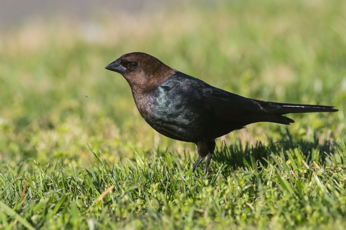 Brown-headed Cowbird - Anonymous