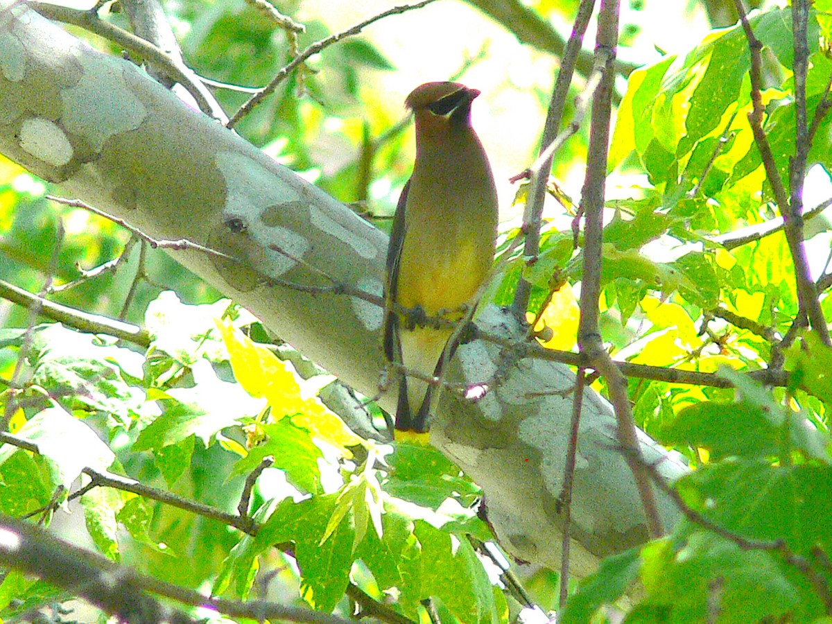 Cedar Waxwing - ML220582711