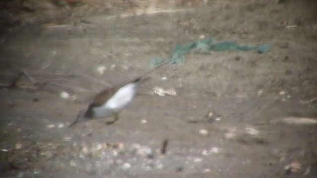 Common Sandpiper - ML220582981