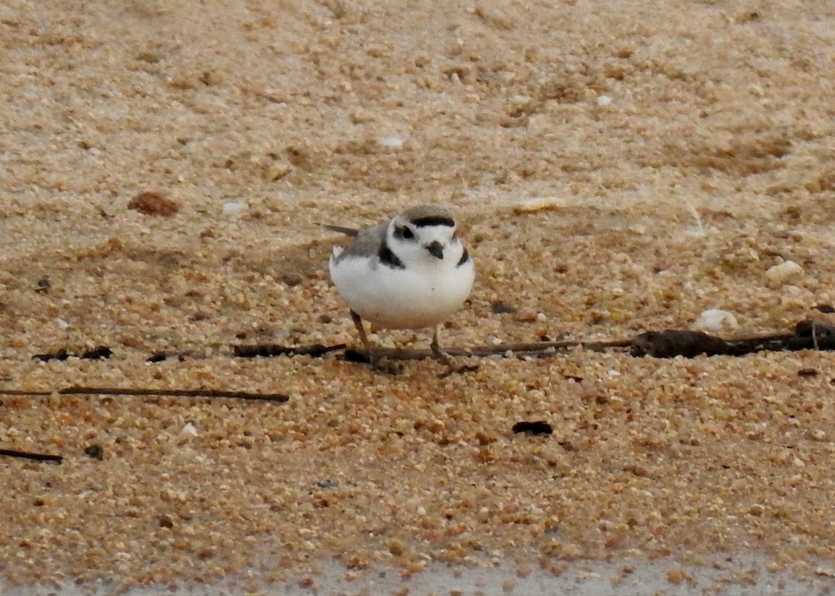 Snowy Plover - ML220584541