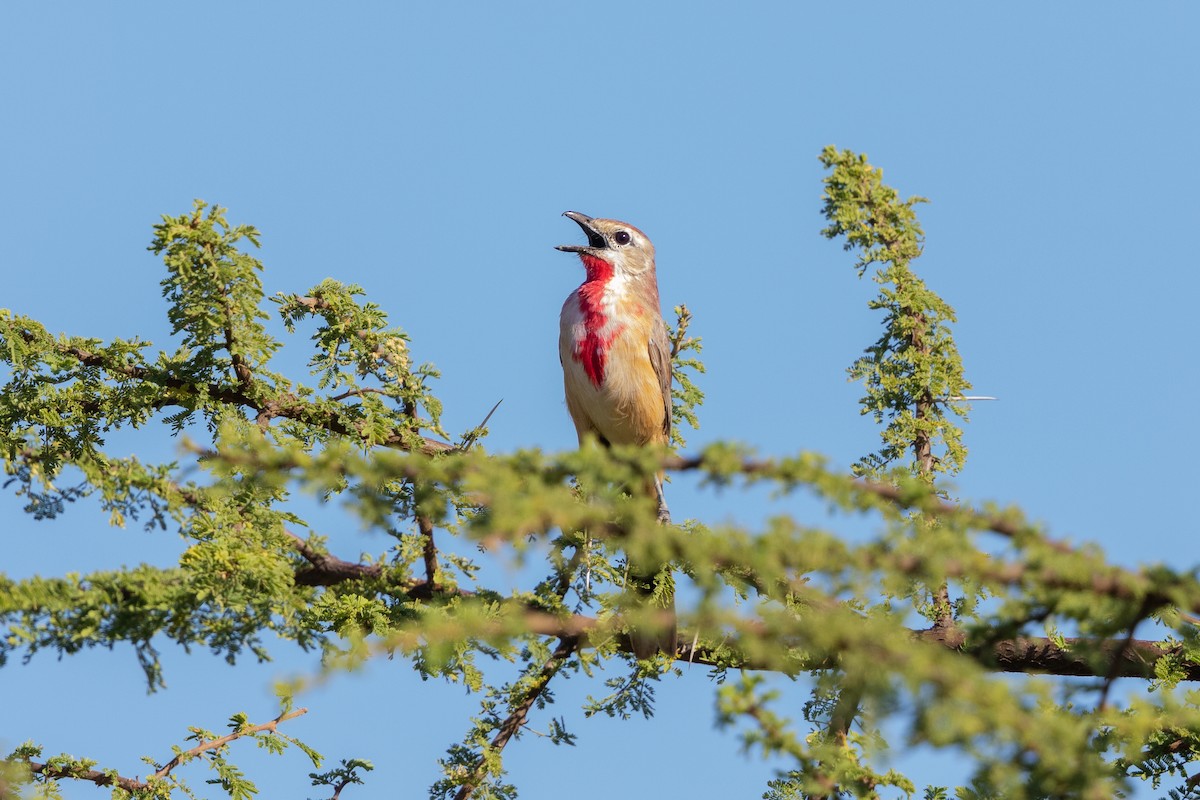 Rosy-patched Bushshrike - ML220585761