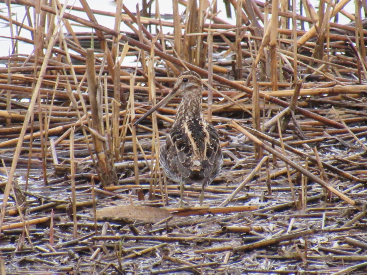 Wilson's Snipe - ML220587481