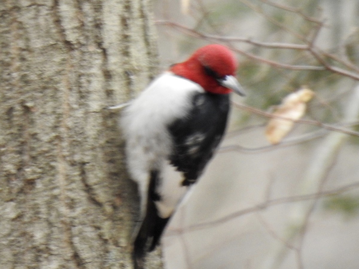 Red-headed Woodpecker - ML220589011