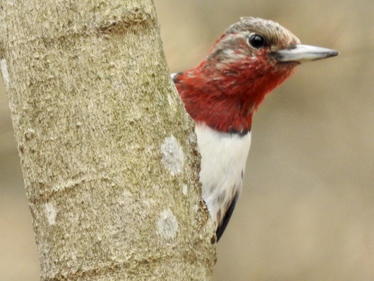 Red-headed Woodpecker - ML220589021