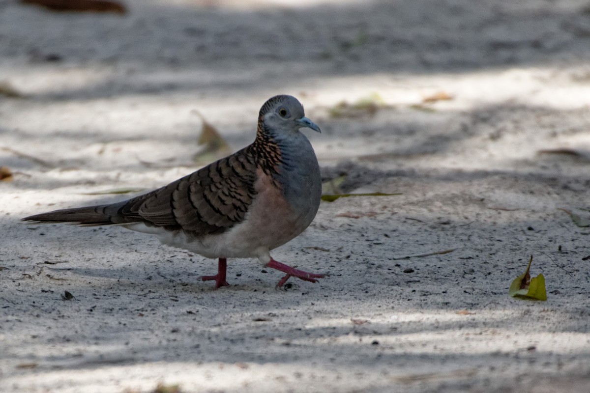 Bar-shouldered Dove - ML220590621