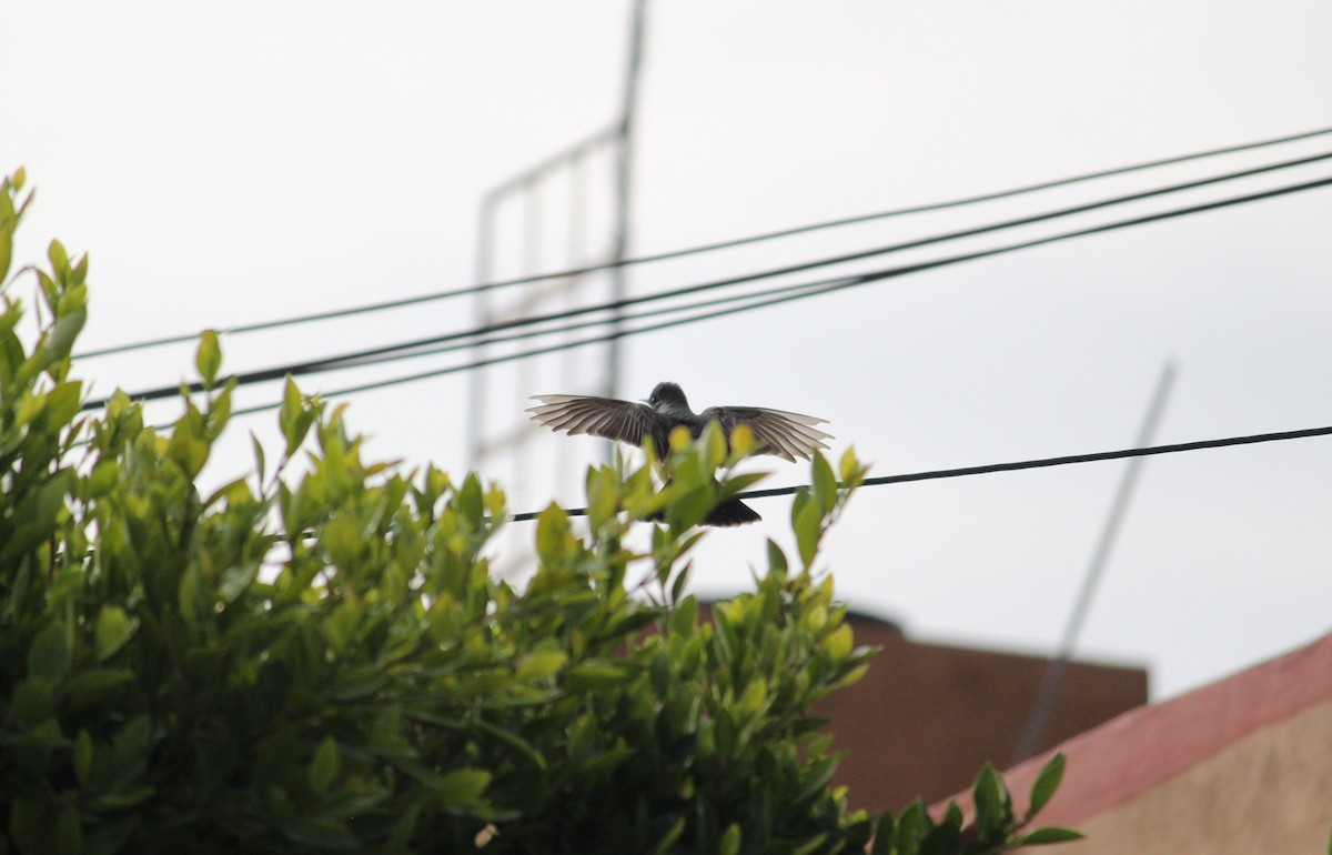Cassin's Kingbird - ML220590711