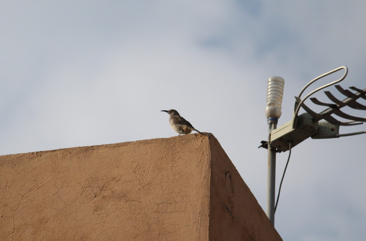 Curve-billed Thrasher - ML220590841
