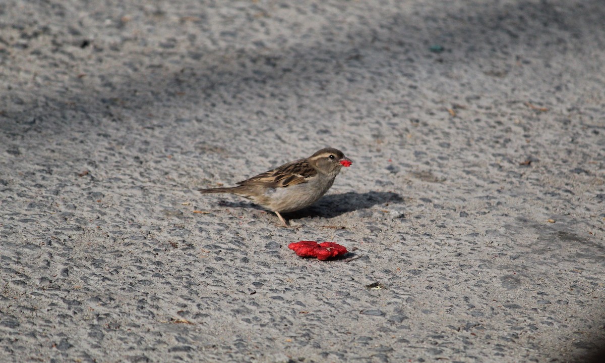 House Sparrow - ML220590941
