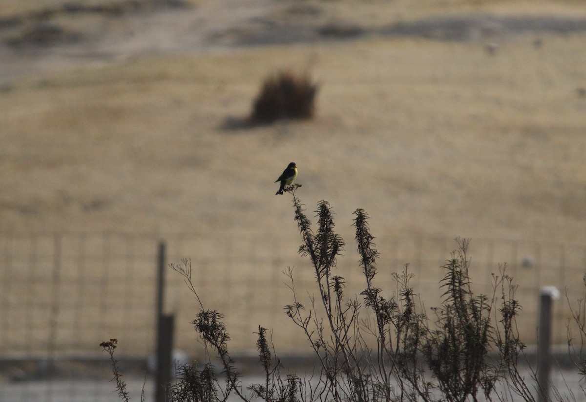 Lesser Goldfinch - ML220591141
