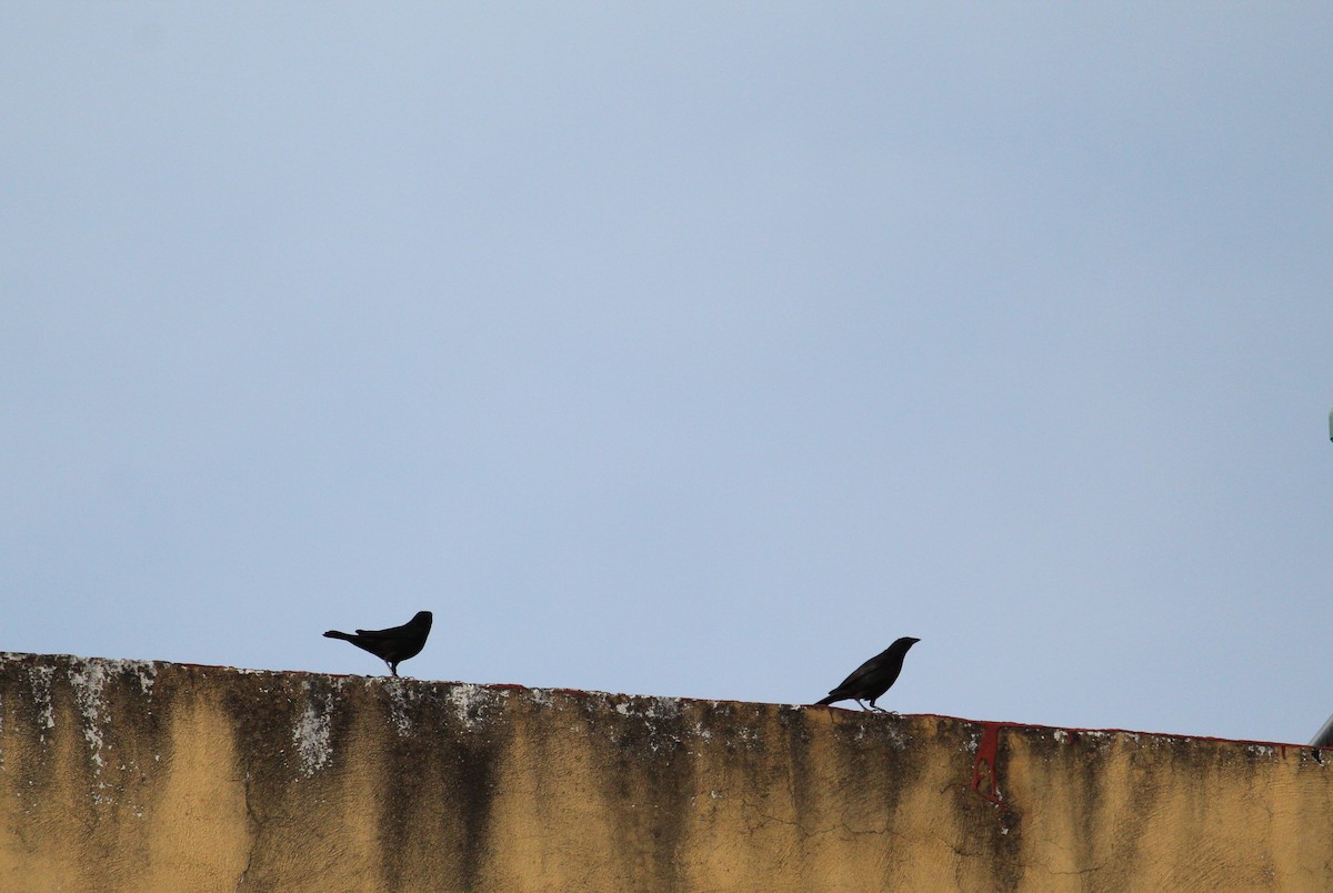 Bronzed Cowbird - ML220591591