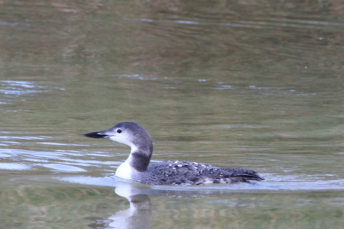 Common Loon - Carol Beardmore