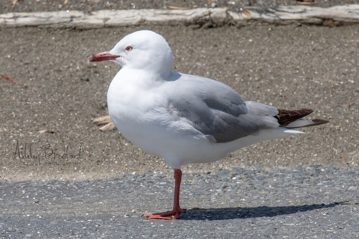 Silver Gull (Red-billed) - ML220595801