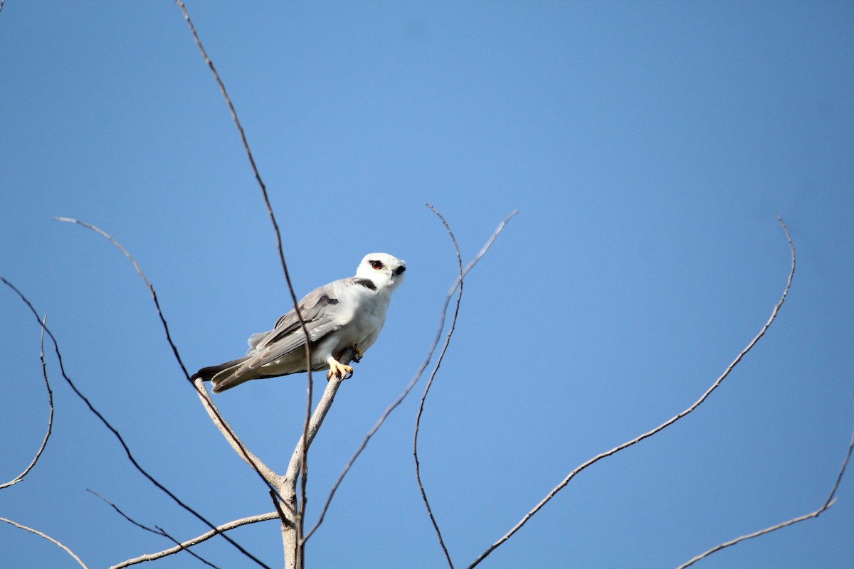 Black-winged Kite - Ambady Sasi